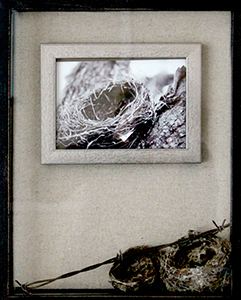 Image of Martha Campbell's shadowbox multimedia artwork, Nesting.